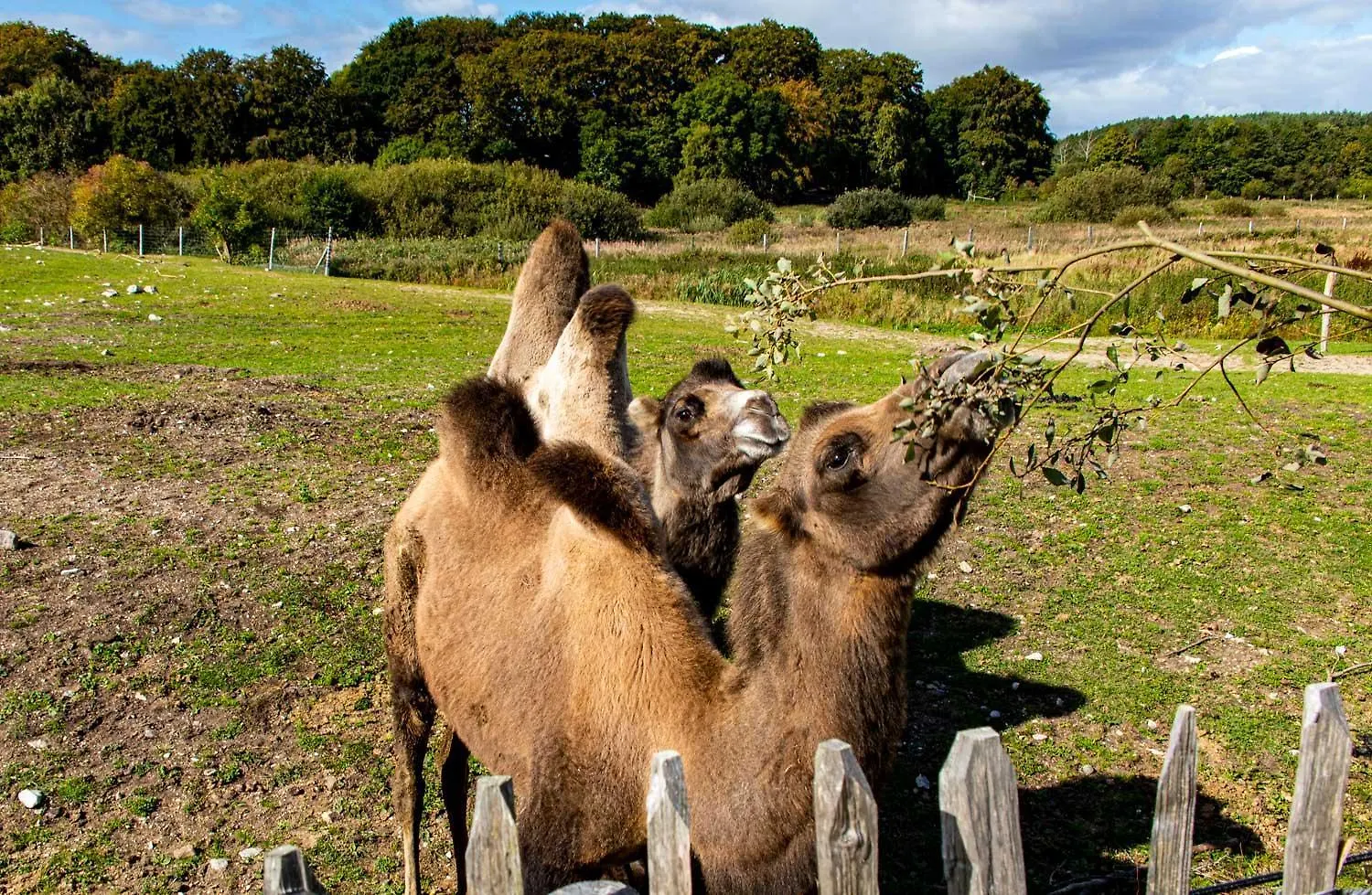 Ree Park Safari Villa Ebeltoft Feriegård